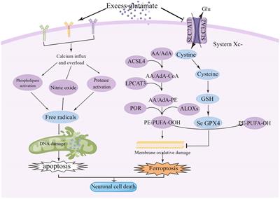 The initiator of neuroexcitotoxicity and ferroptosis in ischemic stroke: Glutamate accumulation